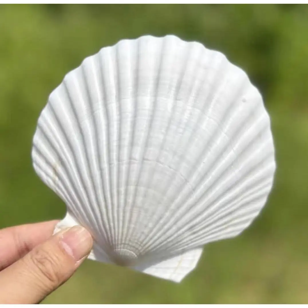 10 PCS Large Natural White Scallop Shells 4-5 Inch Sea Beach Shells for DIY Craft DecorGift