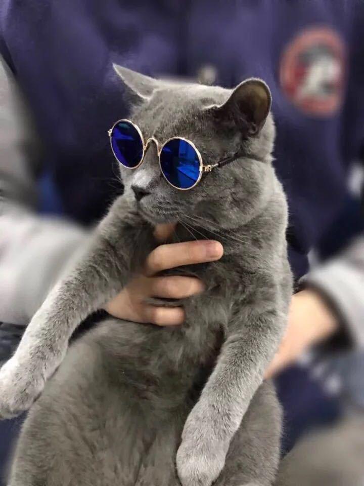 Dog Cat Pet Sunglasses Creative Trendy Sunwear Cute Accessories Mini Eyewear for Small Animals Adjustable Fit Summer Outdoor Play