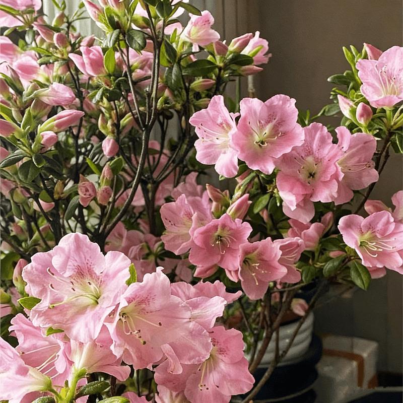 Rhododendron seedlings, multi-colored bright flowers, seedlings, rich colors, high value, courtyard balcony, colorful flowers, easy to cultivate, green flowers