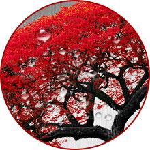 Tree of Life Canvas Wall Art for Living Room 3 Piece Red Tree Pictures for Bedroom Wall Decor Black and White Nature Scenery Painting Prints Modern Home Artwork Framed 12x16 Inch Tree of Life Canvas Wall Art for Living Room 3 Piece Red Tree Pictures for Bedroom Wall Decor Black and White Nature Scenery Painting Prints Modern Home Artwork Framed 12x16 Inch
