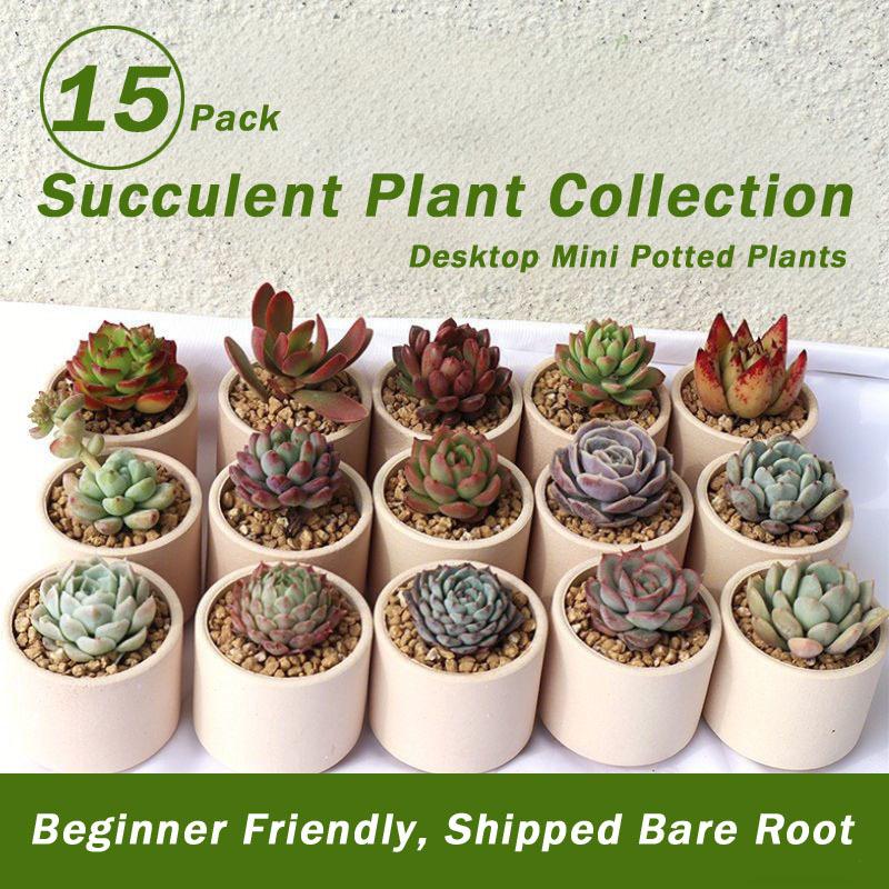 Succulent plant Sedum 15 pot set, dry and easy to raise, indoor desktop mini potted plant, bare root novice friendly