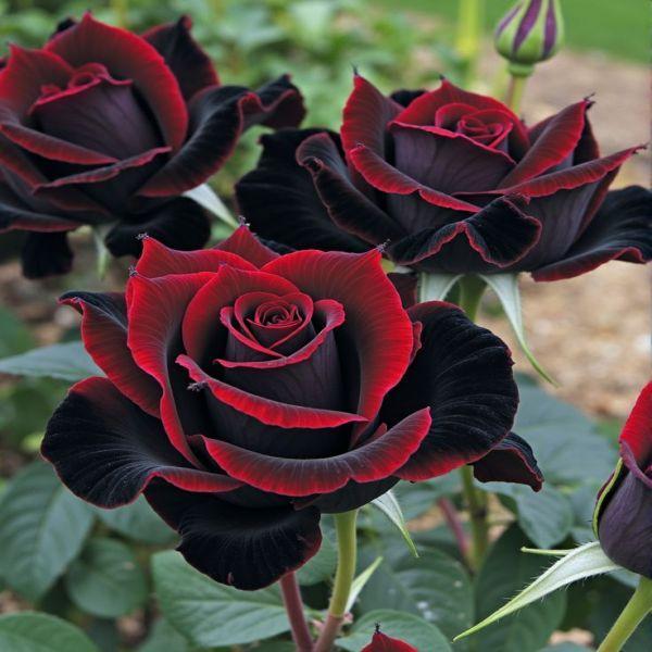 Mix Rose Seeds - 200+ Flower Rose Seeds for Planting Outdoors, Mix Colorful Flower Rose Plant Seeds Garden great gardening gift