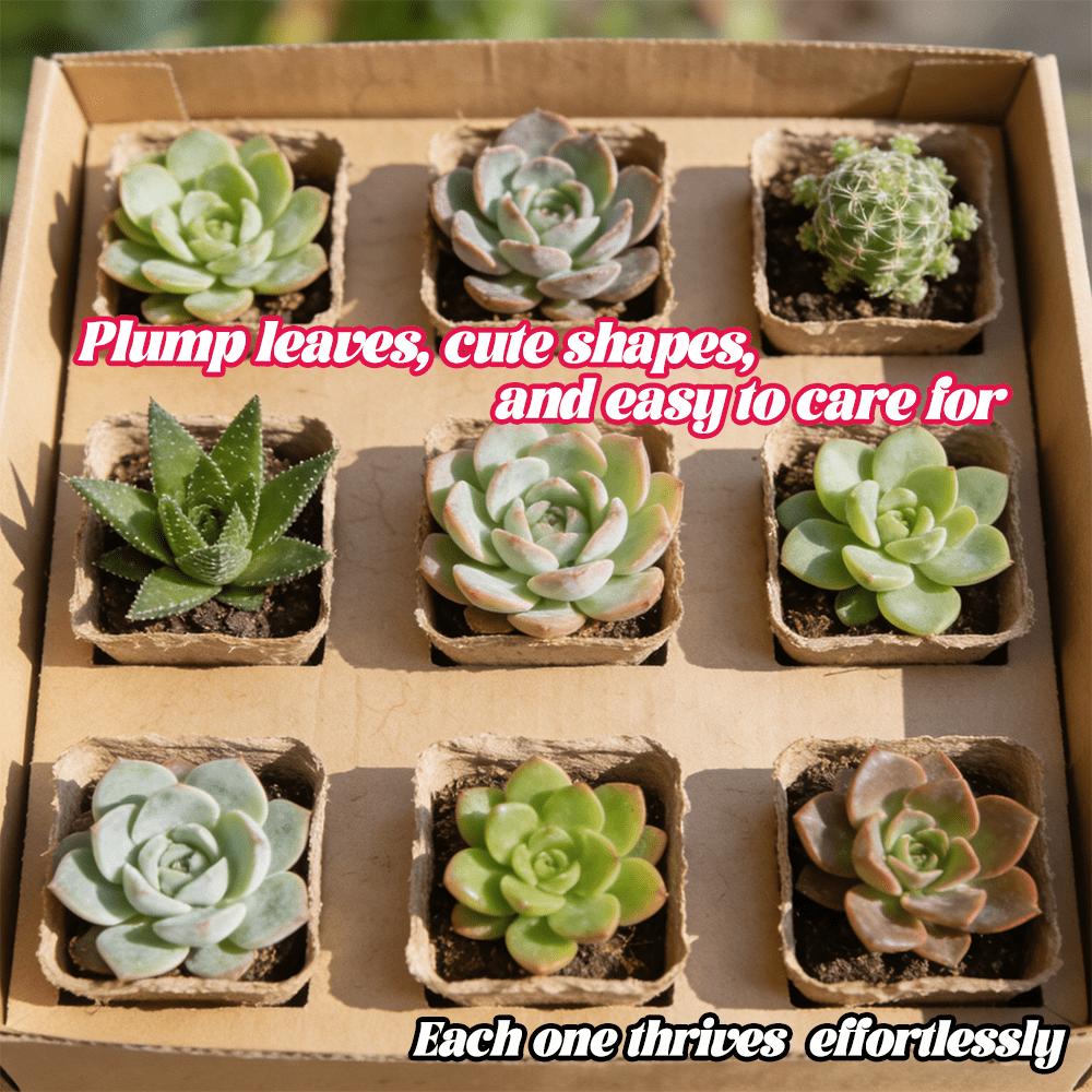 12 Succulents, Fine Succulents, Live Plants, Mixed Succulents, Bare Root Shipping, Collectible Grade, Suitable for Gardening Enthusiasts, DIY Projects, Wedding Favors, No Duplicates