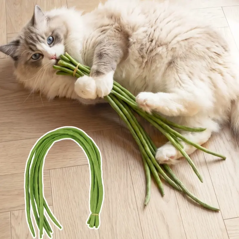 Simulated Yardlong Bean Fake Asparagus Bean Cat Toy Wand, Soft Material Bite Resistant Interactive Kitten Teaser Stick, Gentle Safe Play Toy for Daily Cat Bonding & Stress Relief