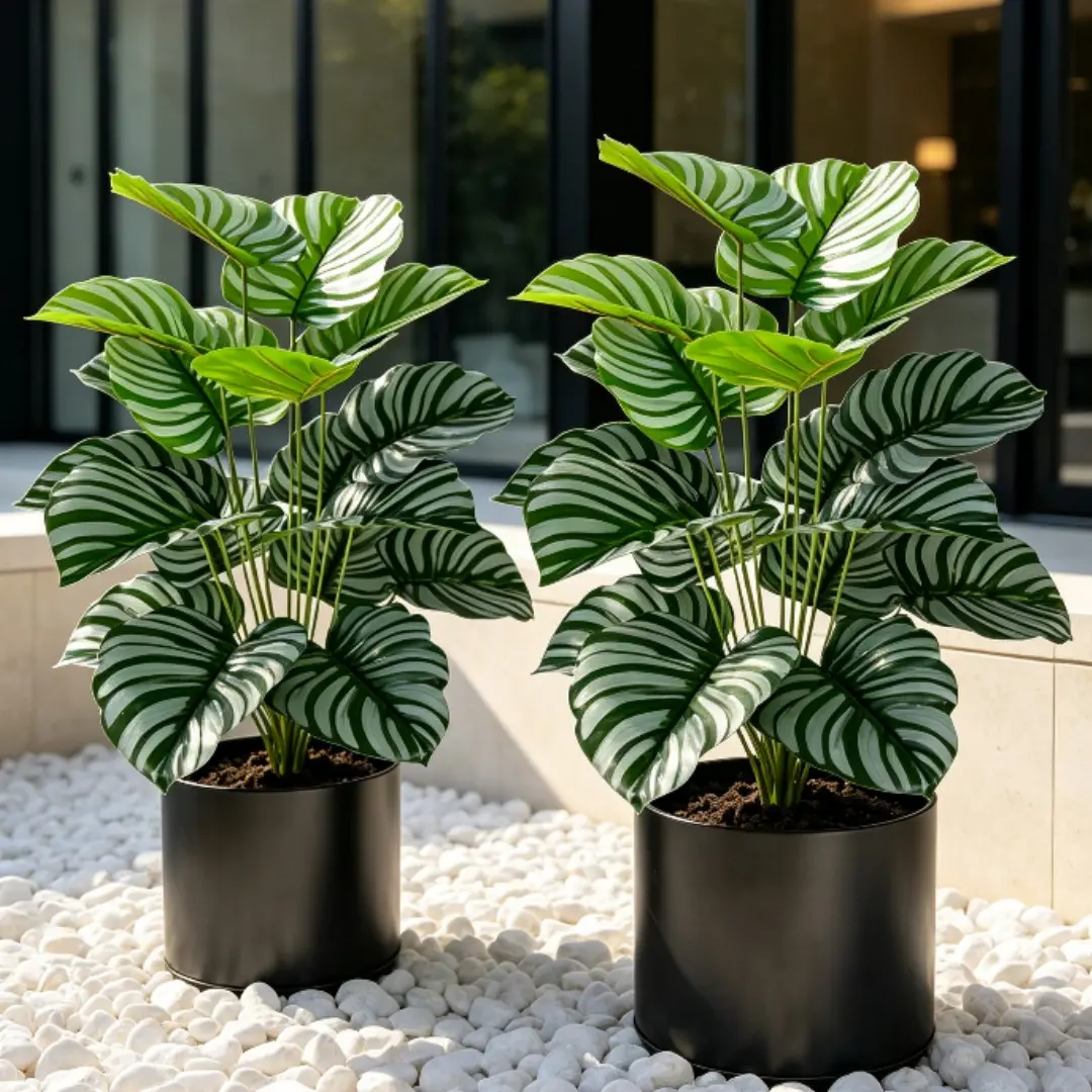 2-Pack Calathea Orbifolia Large High-Quality Zebra Calathea Set, Low Maintenance Decorative Houseplant Potted Plants for Home Office, Durable Indoor Outdoor Use