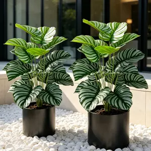 2-Pack Calathea Orbifolia Large High-Quality Zebra Calathea Set, Low Maintenance Decorative Potted Plants for Home Office, Durable Indoor Outdoor Use