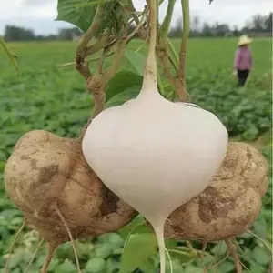 Jicama Seeds for Planting – Crunchy Sweet Root Vegetable, Fast Growing Mexican Yam Bean for Indoor Outdoor Home Garden