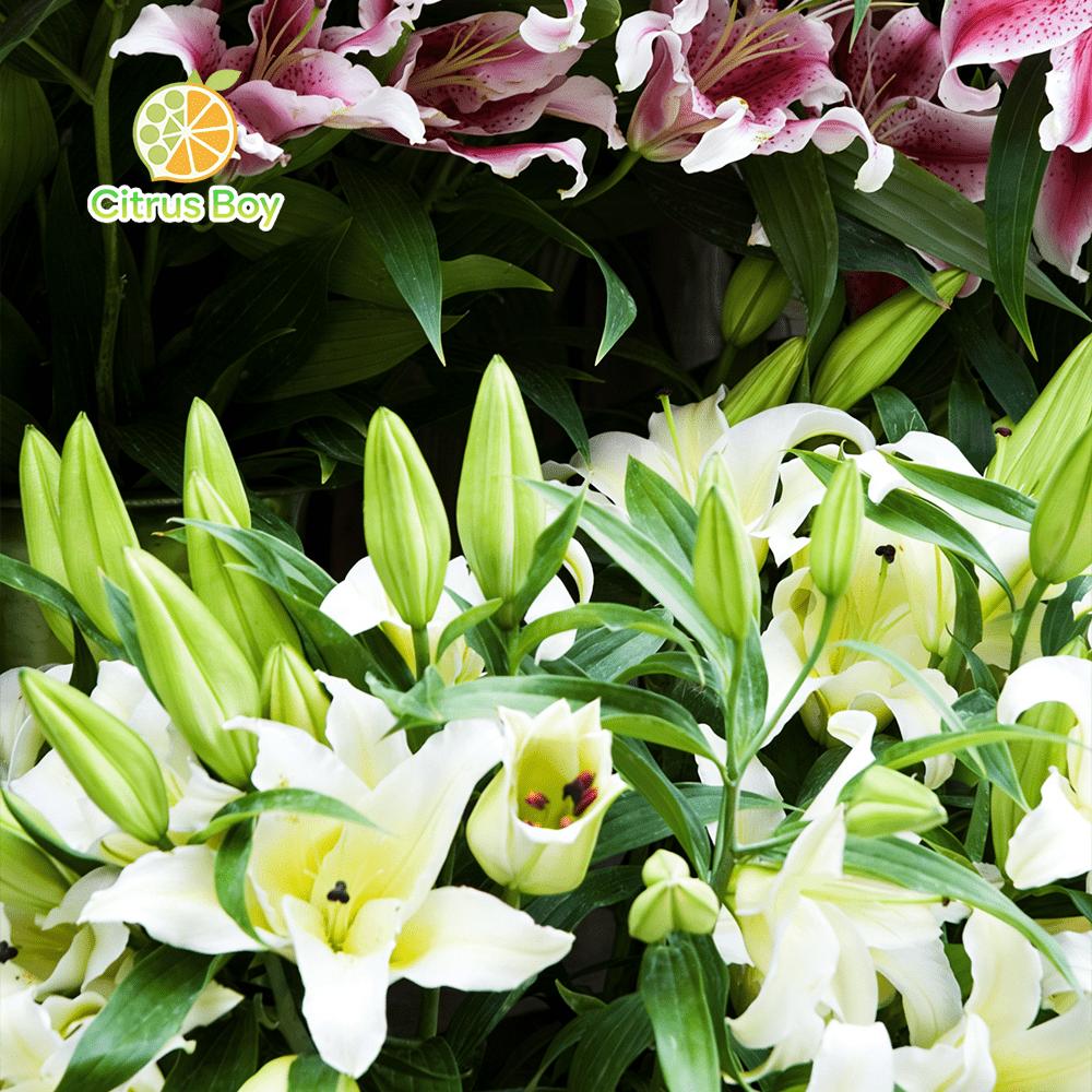 High quality lily bulbs with large and fragrant flowers, bright colors, suitable for potted and aboveground plants in balcony gardens, strong cold resistance, easy soil survival, suitable for novice horticulturists