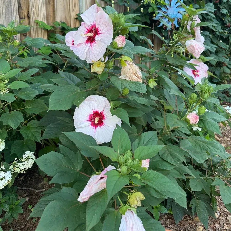 225 Heat Resistant Hibiscus Seeds, High Temperature Tolerant Blooms for Summer Yards