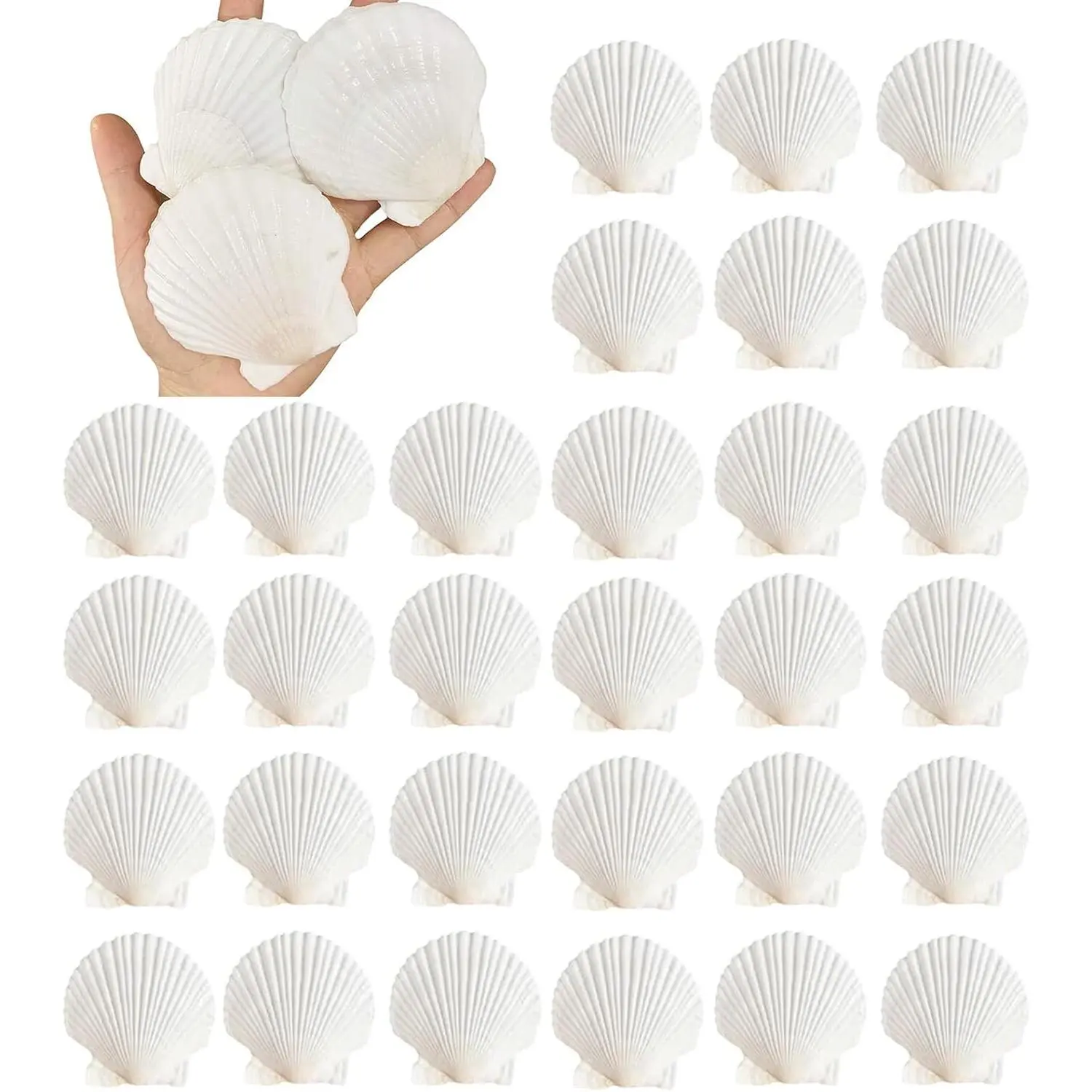 30PCS Natural Scallop Shells 2.3''-3'' White Sea Shells for DIY Craft Making, Hand Painting, Ocean Themed Party and Home Décor