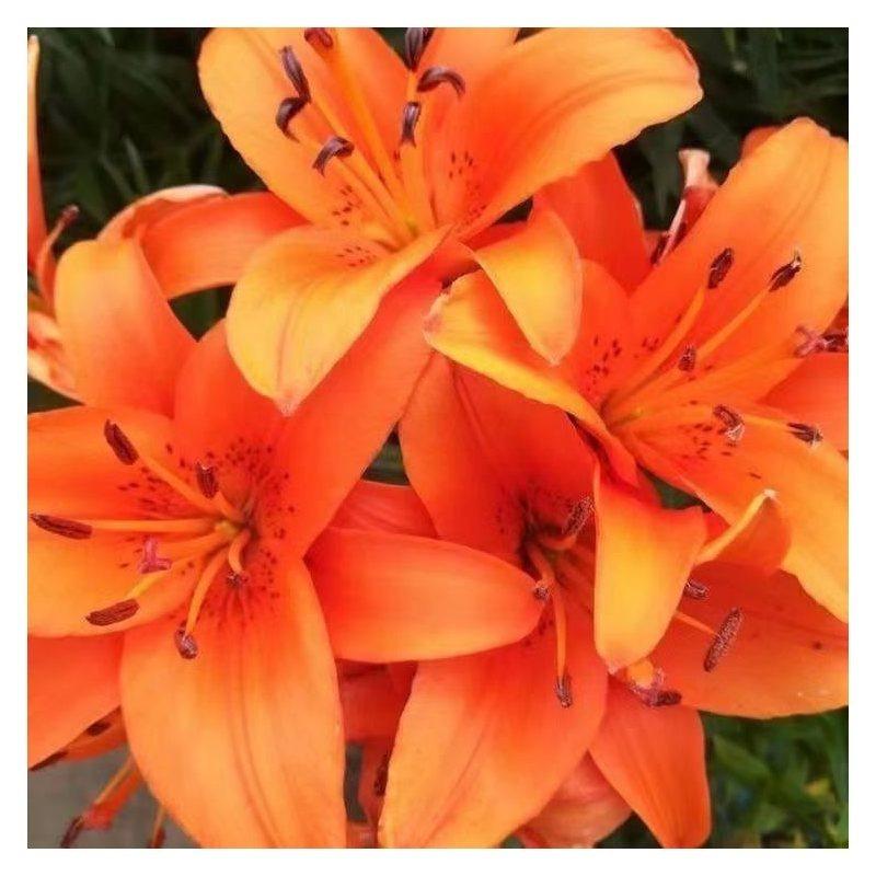 Orange lily bulbs, flowering year after year, suitable for home gardens