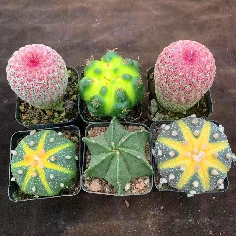 8 random cactus combinations, 8 unique varieties – low-maintenance succulents for balconies and windowsills
