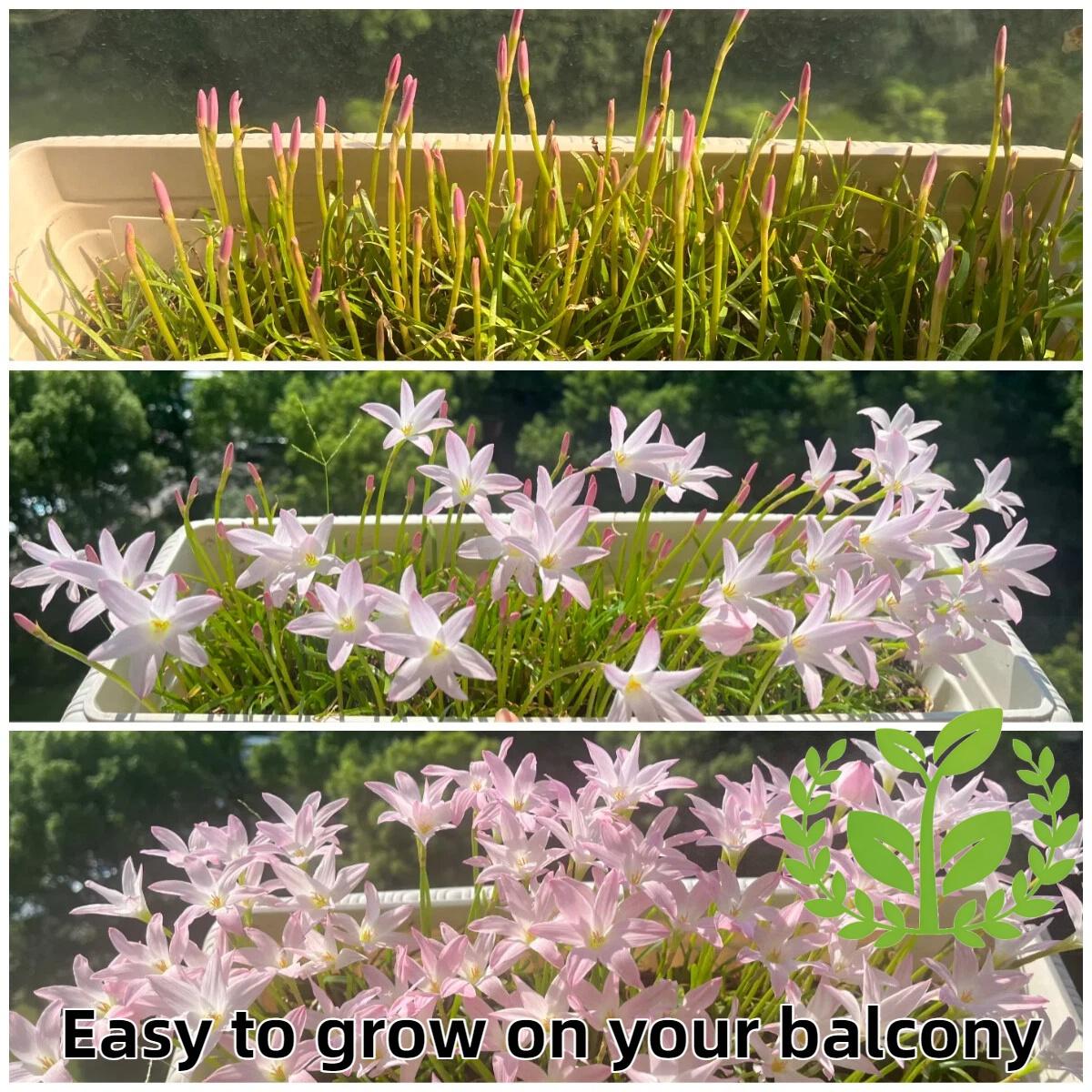 Cold and heat-resistant rain lily bulb