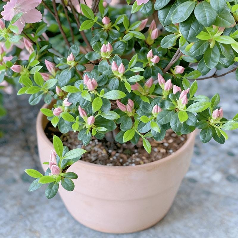 Rhododendron seedlings, multi-colored bright flowers, seedlings, rich colors, high value, courtyard balcony, colorful flowers, easy to cultivate, green flowers