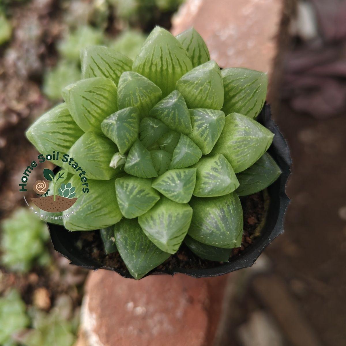 Cooper Pineapple Palm is a live plant with crystal clear leaves and strong drought resistance. It does not require frequent watering and is suitable for desktop, balcony, and mini garden decoration. It is easy to plant and designed for succulent enthusias