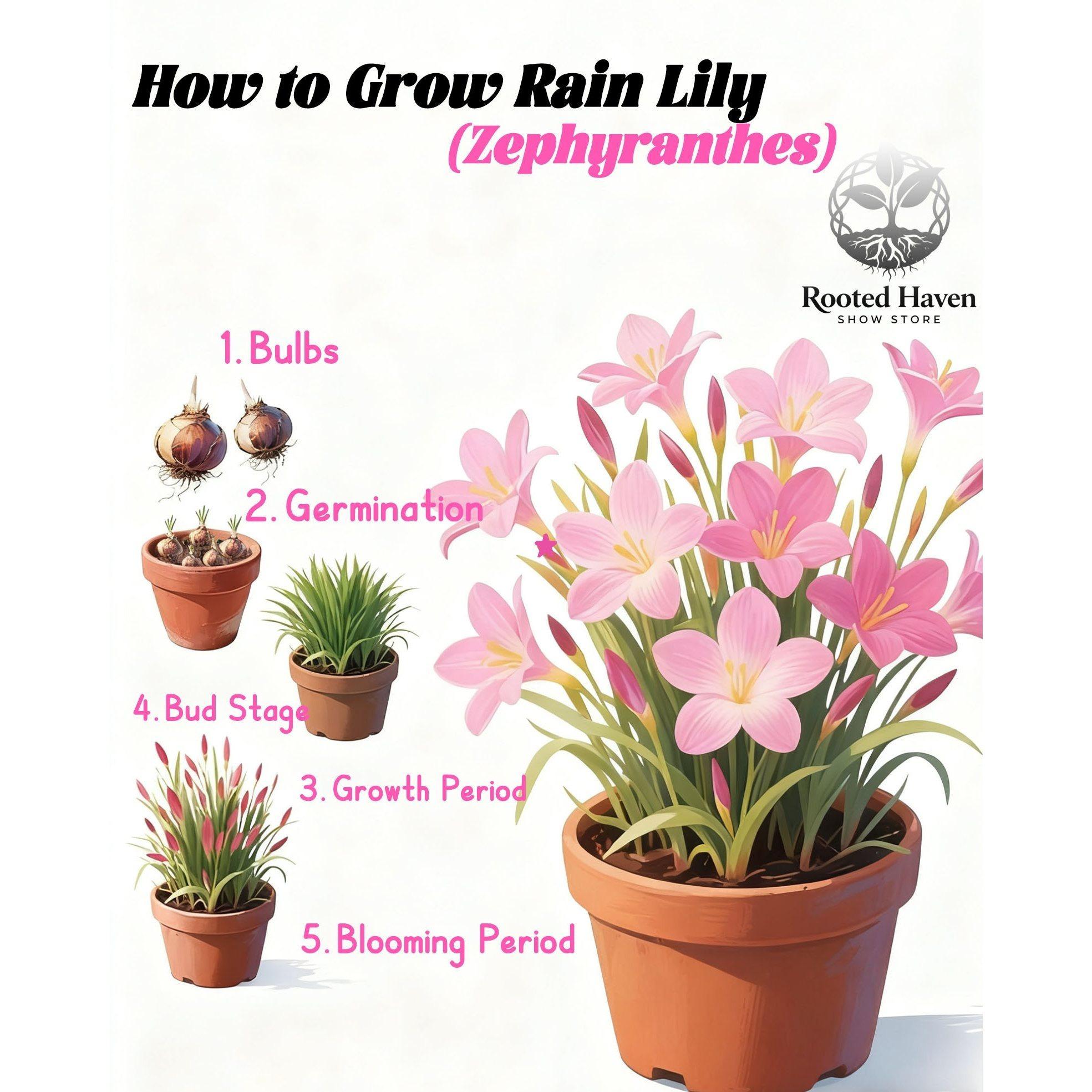Rain lily bulbs have high germination rate, strong vitality, easy maintenance, and can be easily planted by beginners