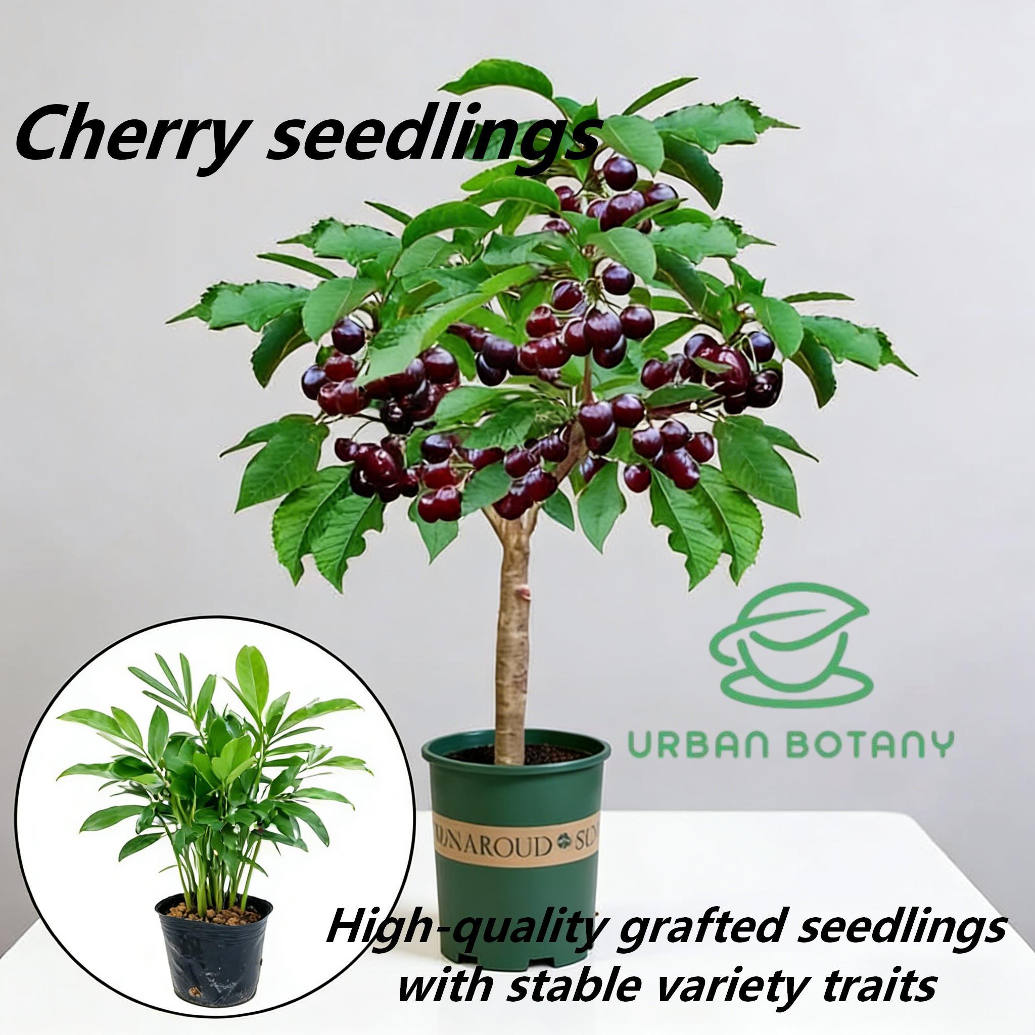 Dwarf cherry tree, suitable for home cultivation, beginner-friendly, high-yielding