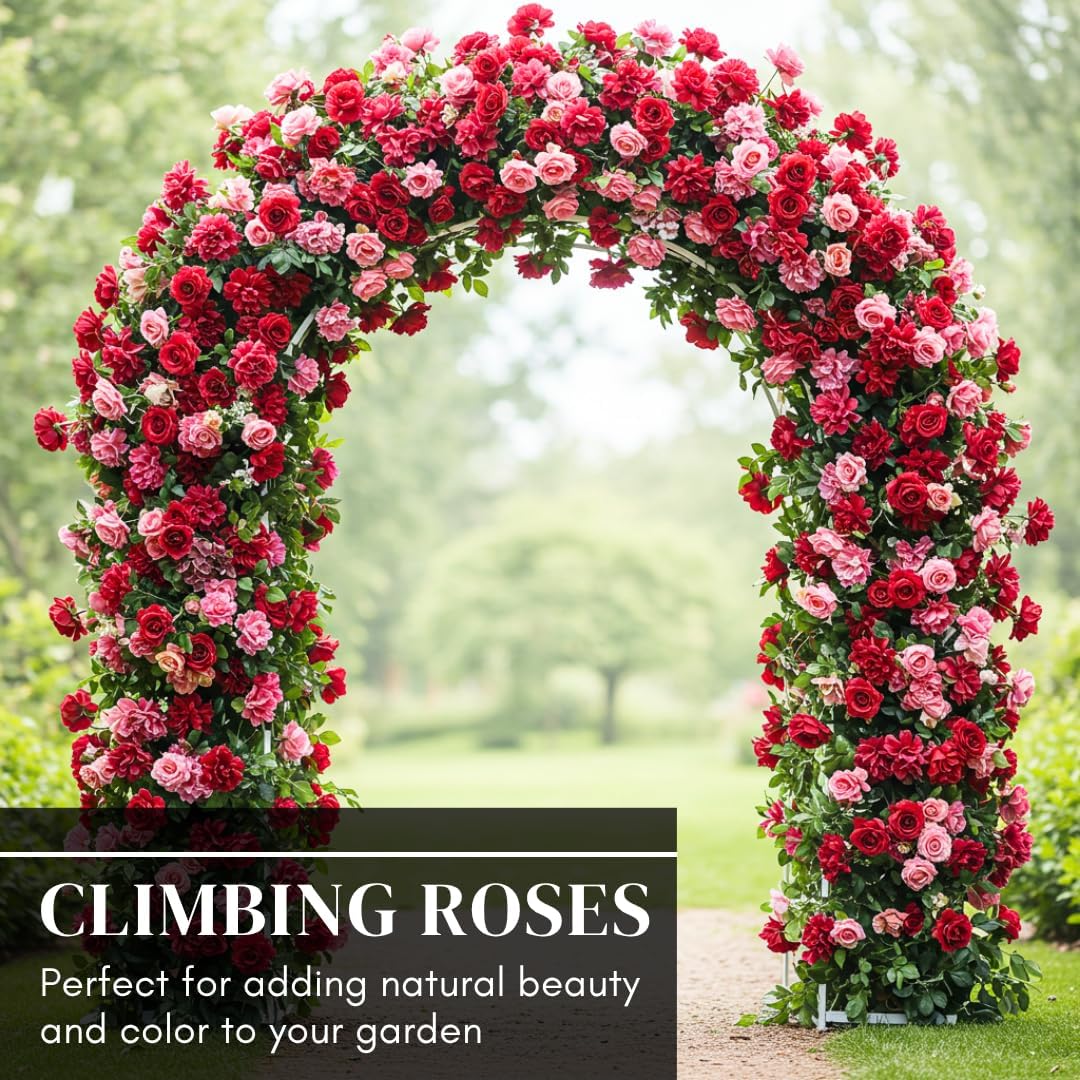 200 PCS Climbing Rose Rosa Seeds for Planting Outdoors  Garden