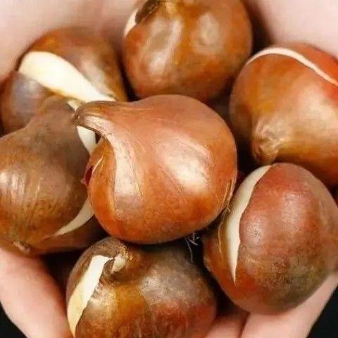 1 Tulip Bulb | Easy Care Hydroponic & Soil Plants | Ornamental Flowers | For Tabletop Vase Gardens