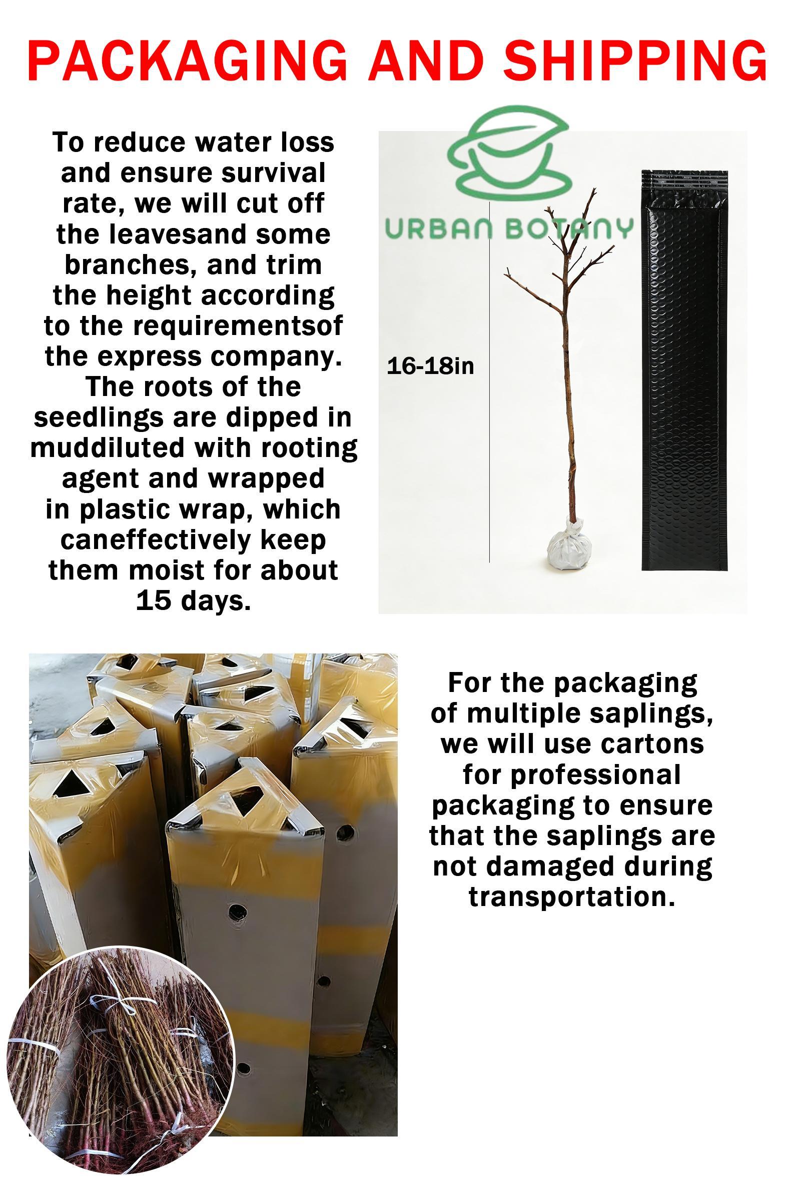 Dwarf cherry tree, suitable for home cultivation, beginner-friendly, high-yielding