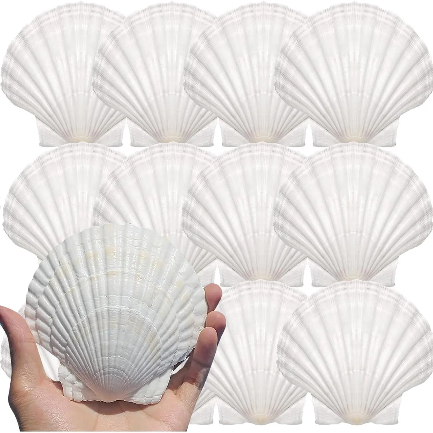 12PCS Large Natural White Scallop Shells 4''-5'' for DIY Crafts, Hand Painting, Ocean Theme Party & Home DecorGift