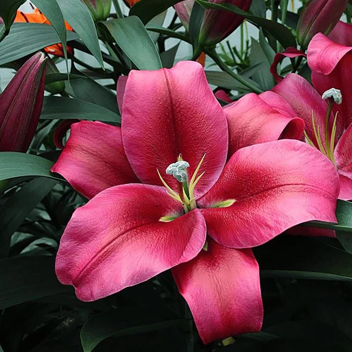 Lily Seed Balls - Potted Plants, Bright Red Flowers, Perfect for Garden Decor, Balcony Tabletop Flowers