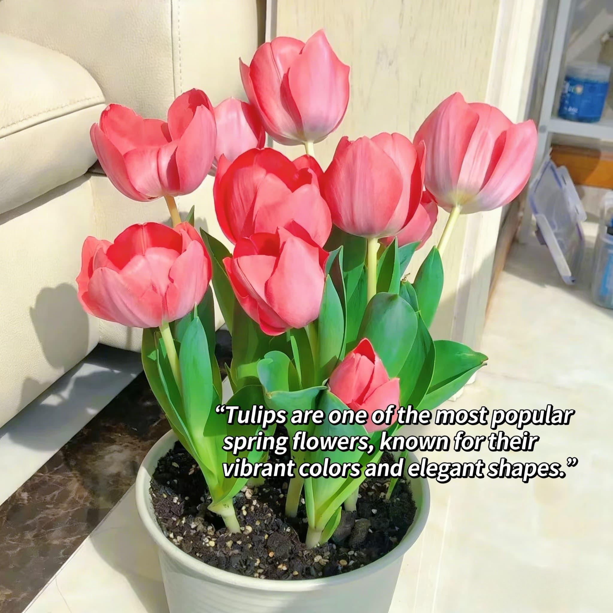 1 tulip bulb | Both hydroponic and soil culture | Easy to grow | Suitable for home garden, balcony, tabletop decoration