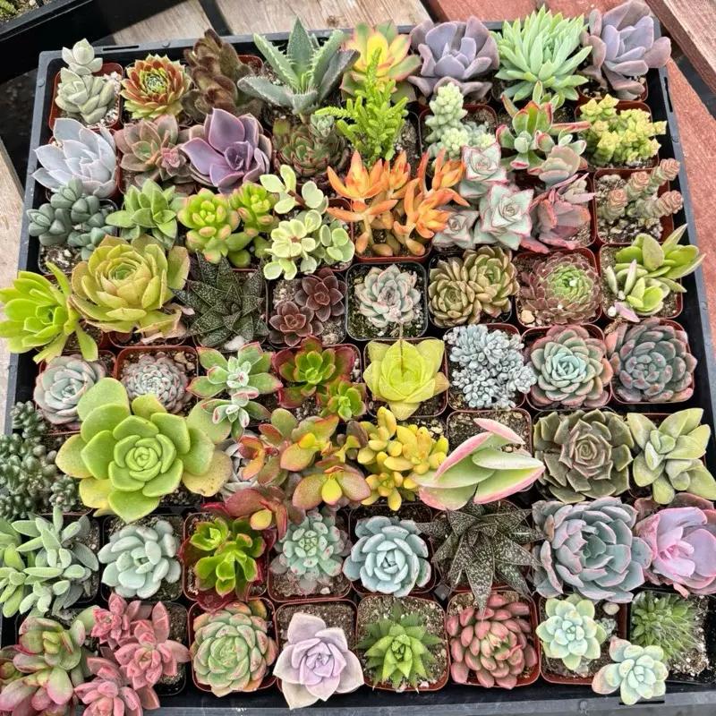 12/15/24/30 pieces, mixed DIY rare live succulent plant cuttings, 1-1.5 "random mysterious bulk succulent live plants, no pots, no soil, no roots, garden indoor office desk decoration, plant gifts, suitable for all seasons, potted plants