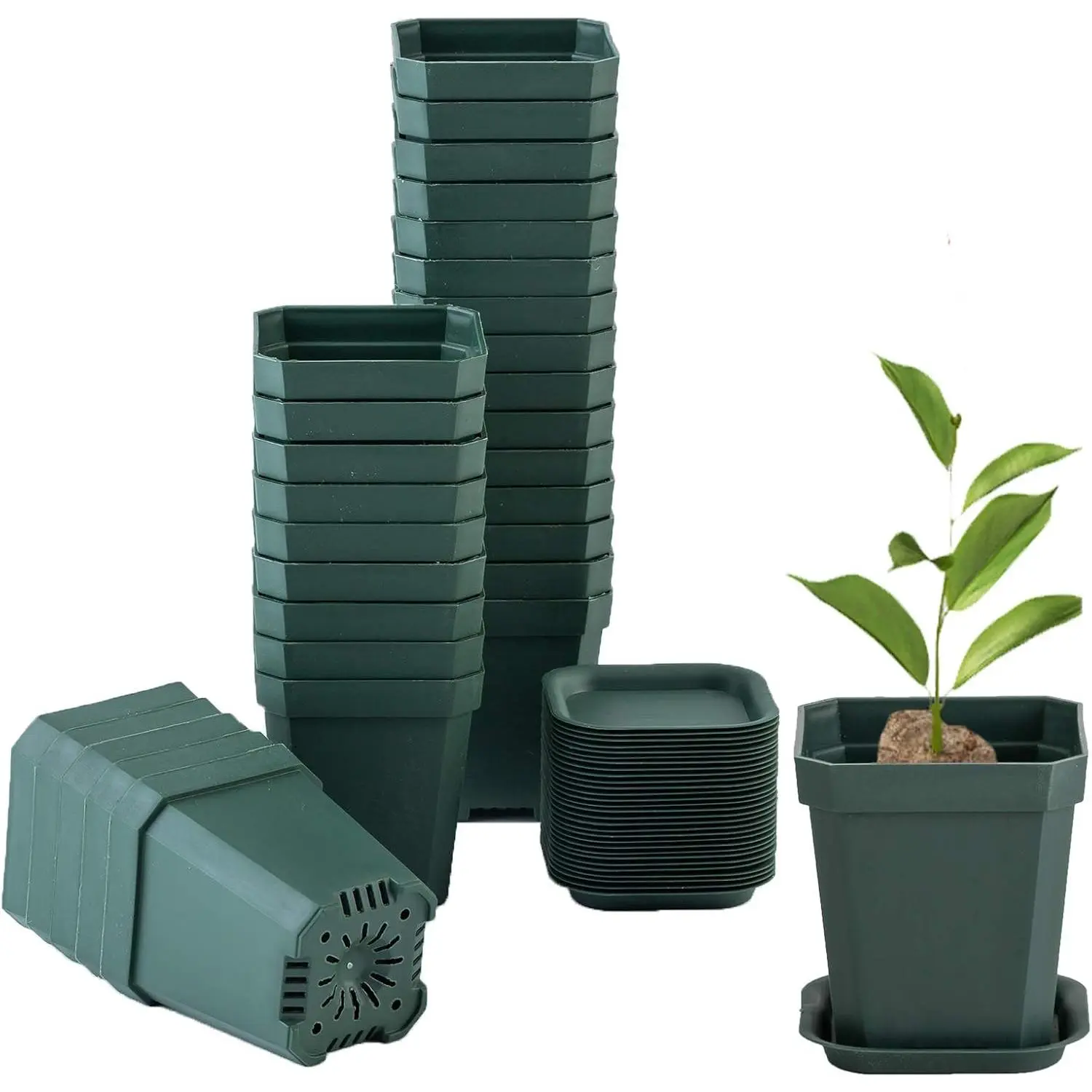30 count 3"   Pot with 30 Saucers Black-green, Square  Pots | Thick Plastic Planting Seedling Pots, Seed Starting Pots