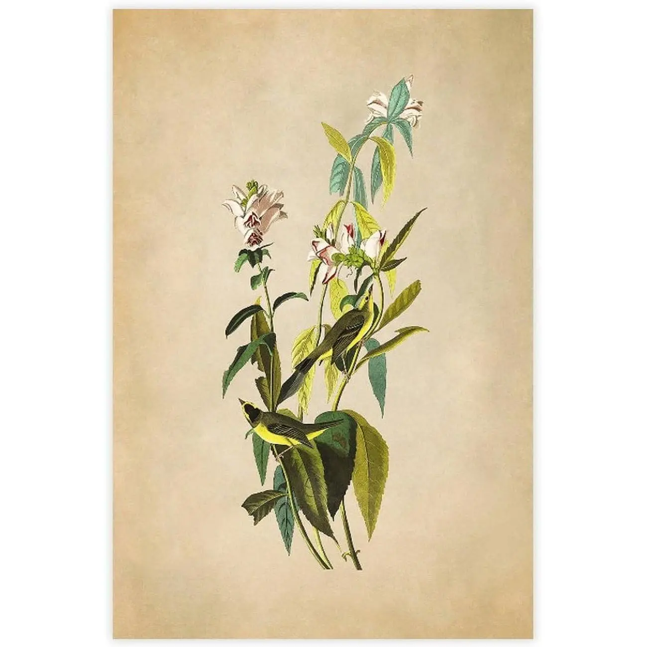 Wilson's Warbler Bird Print, Vintage Style Audubon Poster, Birds Of America Illustration