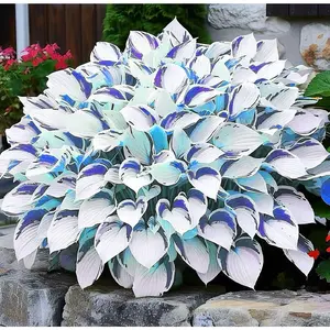 300 high-quality hosta seeds  . guaranteed viable with no bad seeds. A perennial shade plant, perfect for gardens and yards. Made in the USA |   Non-GMO |