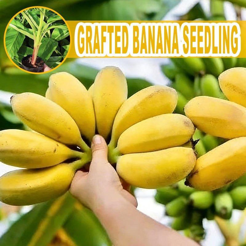 Grafted banana tree seedlings, vibrant fruit plants, fast-growing, suitable for home gardens and gardens
