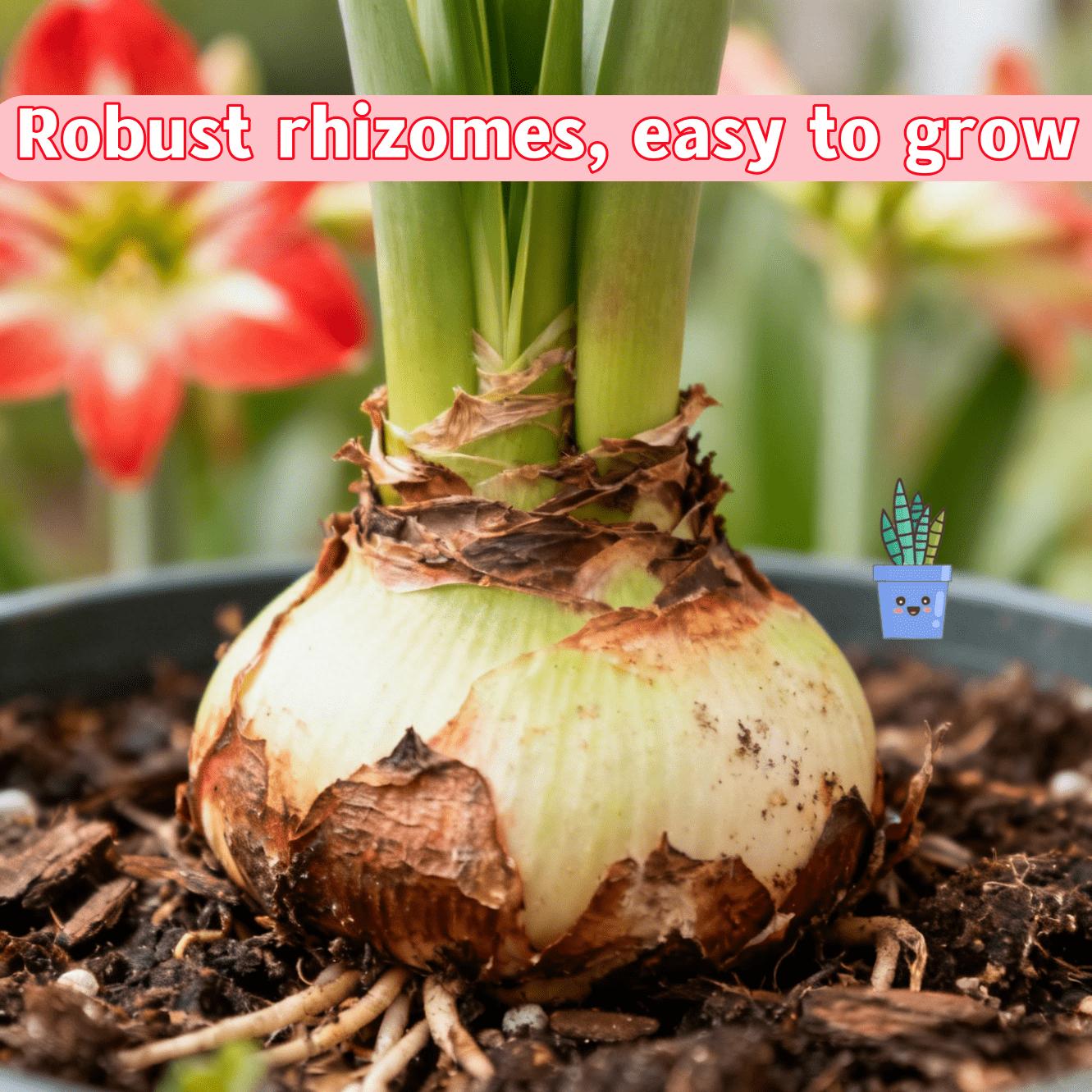 Angel flower ball, double-petaled, plump and plump, cold-resistant and heat-resistant, novice-friendly potted flowers, suitable for both indoor and outdoor, and can bloom in the same year after planting