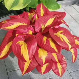300 high-quality hosta seeds  . guaranteed viable with no bad seeds. A perennial shade plant, perfect for gardens and yards. Made in the USA |   Non-GMO |