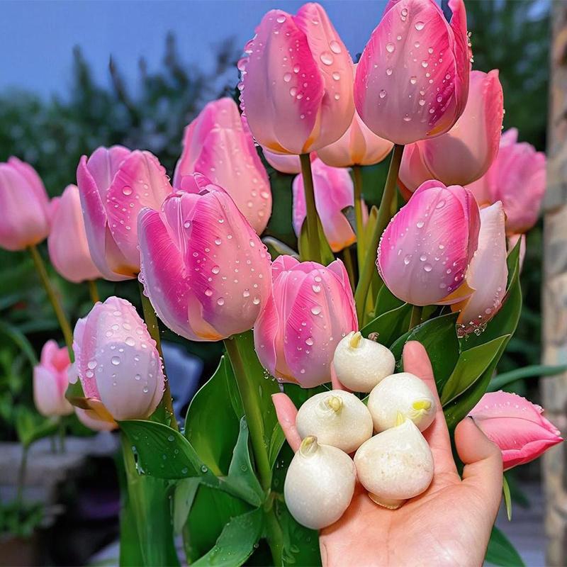 1 Tulip Bulb | Easy Care Hydroponic & Soil Plants | Ornamental Flowers | For Tabletop Vase Gardens