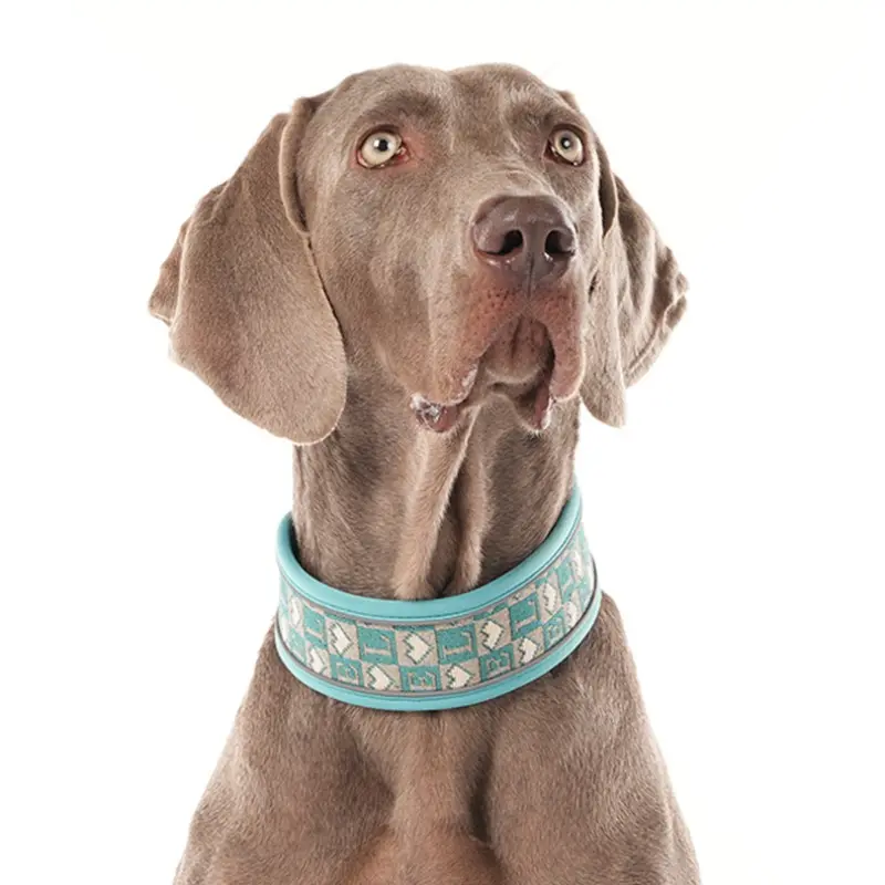 Dog Collar and Leash Set, 2 Piece Kit for Training, Walking, Hiking, Suitable for Medium to Large Dogs, Multiple Colors Available