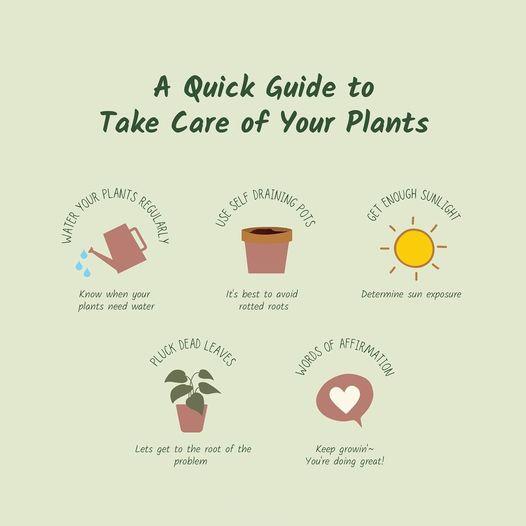 Pepino Melon Seeds for Planting,Sweet Pepino Seeds Non-GMO,Exotic Fruit Seed Heirloom for Outdoor Home Garden