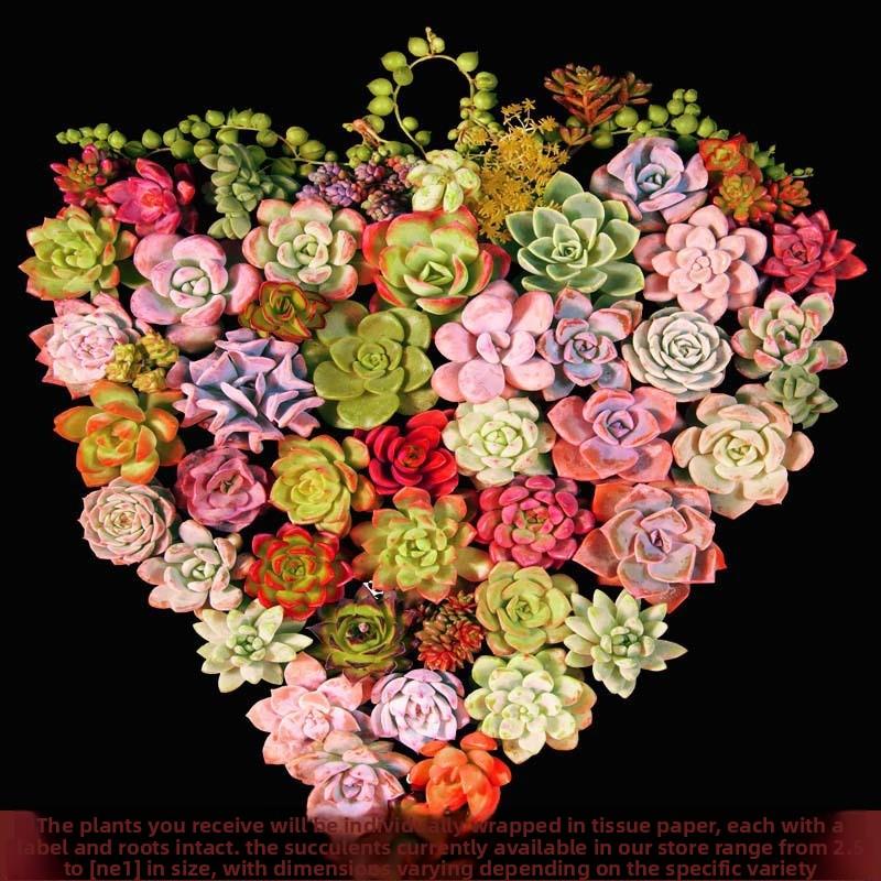 12/15/24/30 pcs succulent packaging mixed with different types of plants for garden decoration