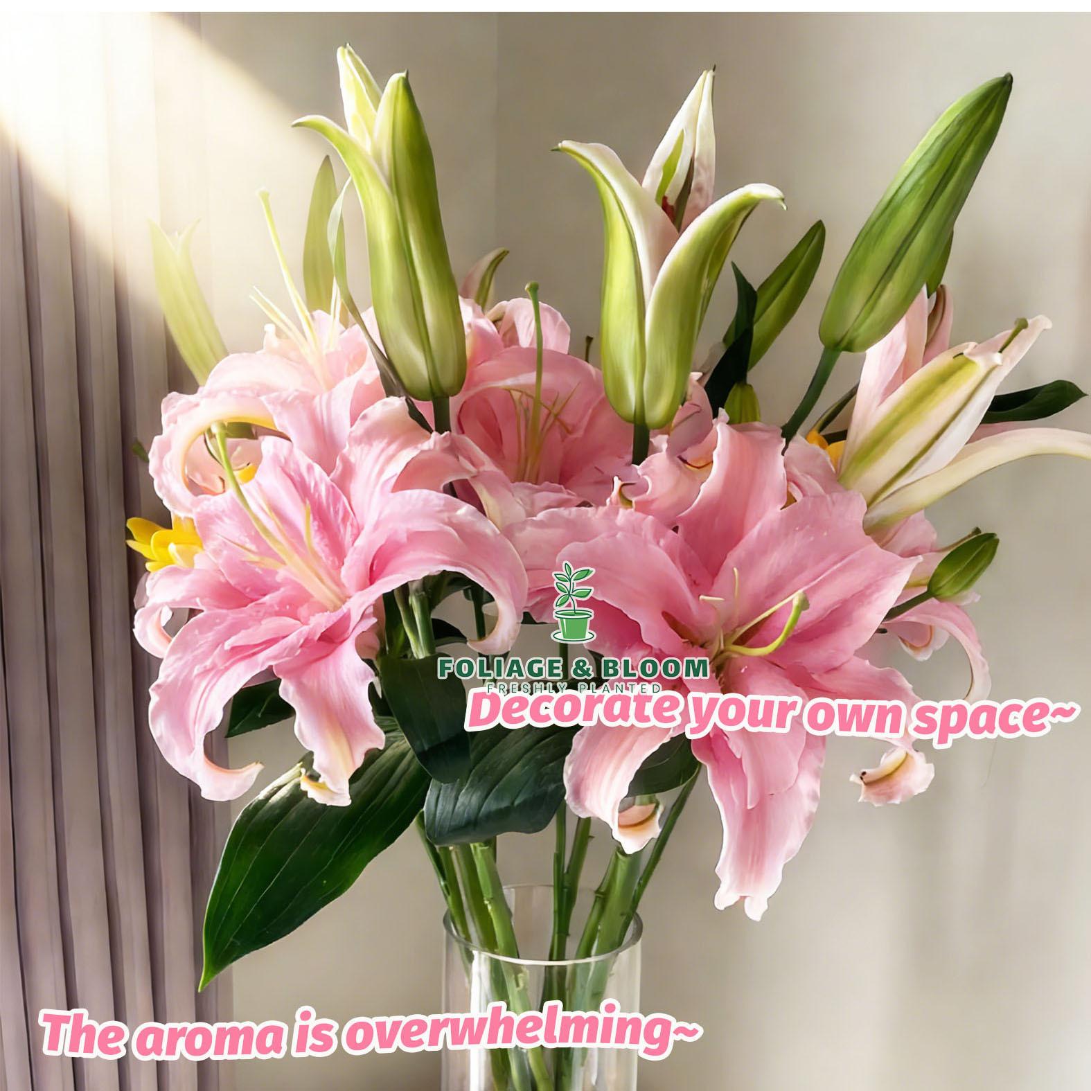 High-quality perfume lily flower bulbs, big fragrant flowers, shipped with buds, flowering all year round, suitable for indoor and outdoor potted plants, cold-resistant and easy to grow