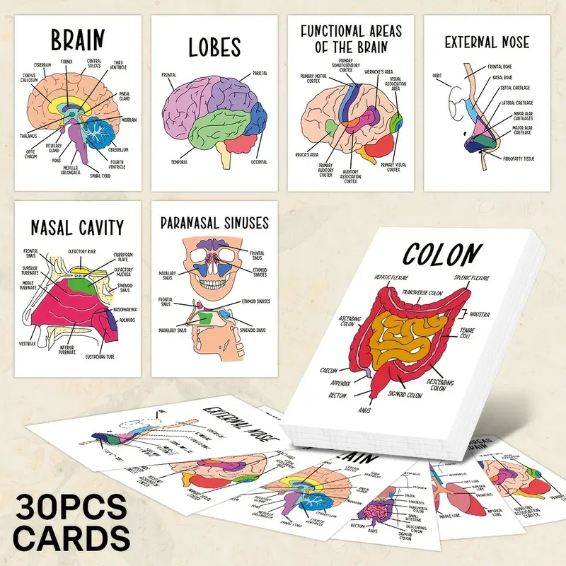 Human Anatomy Flash Cards 30 PCS, Medical Study Cards with Brain, Heart, Lungs, Digestive System and Body Organ Illustrations, Portable Learning Tool for Biology and Physiology