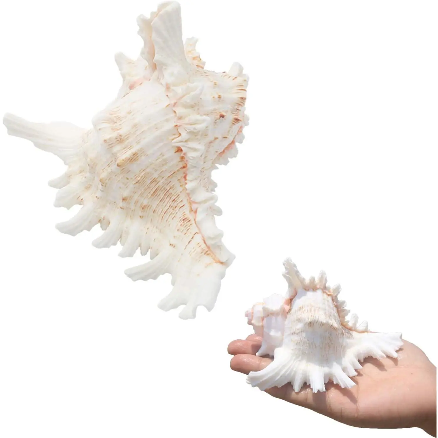 2PCS Large Natural Conch Seashells 4-5.3 Inch - Perfect for Fish Tank, Wedding Decor, Beach Theme Party, Home Decorations, DIY CraftsGift