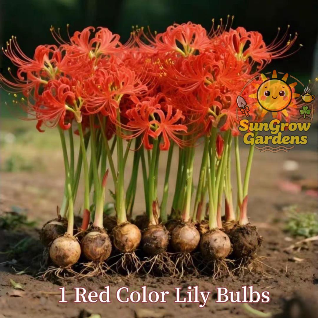 Lily Ball, natural fertilizer flower ball, multi-season flowering and year-round growth, suitable for indoor and outdoor planting in all regions, cold-resistant and easy to survive.