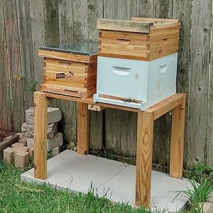 8-Frame Beehive Box Langstroth Medium Super Bee Box for Sale Wax Coated Bee Hives Includes Wooden Frames & Waxed Foundations