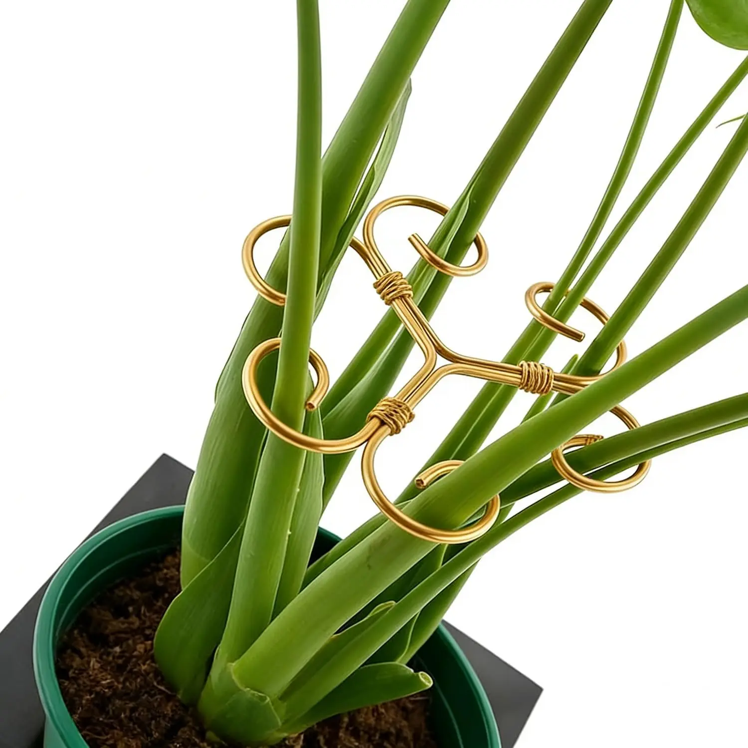 4 count Iron Monstera  Support - 4.1IN  Support Stakes for Indoor ,   Stakes and Supports, Ideal  stem Support for Turtle Shell  & Houseplants