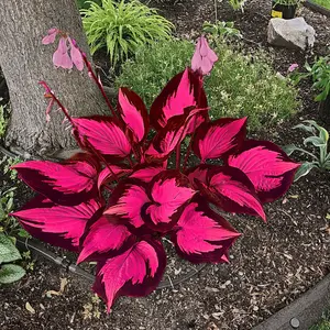 300 high-quality hosta seeds  . guaranteed viable with no bad seeds. A perennial shade plant, perfect for gardens and yards. Made in the USA |   Non-GMO |