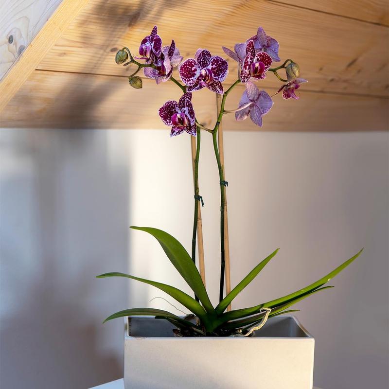 50 count  Stakes,  Stakes,Garden Stakes for Indoor and Outdoor , Poles Sticks for Tomatoes,Beans,,Trees Potted and Climbing -18 inches