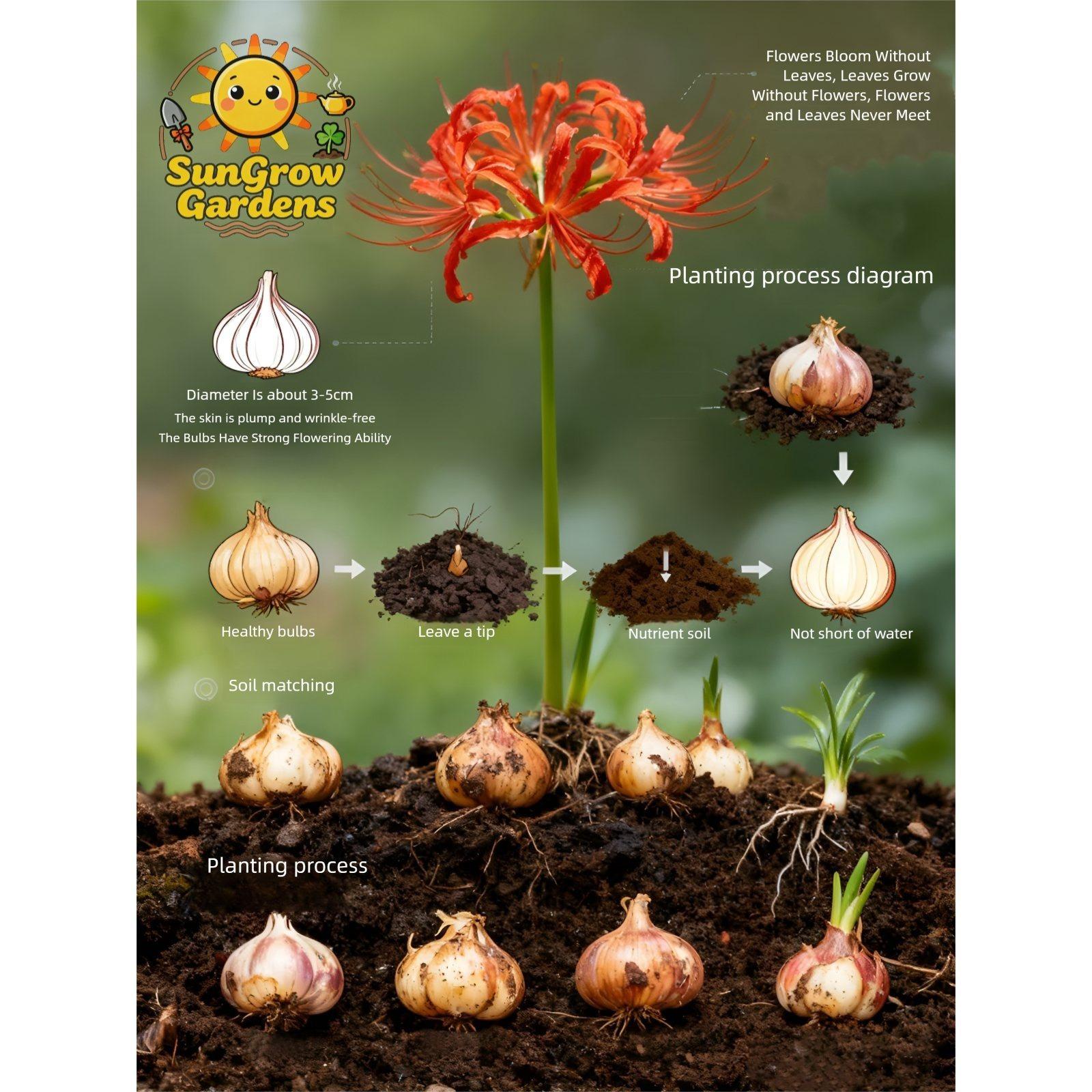 Lily Ball, natural fertilizer flower ball, multi-season flowering and year-round growth, suitable for indoor and outdoor planting in all regions, cold-resistant and easy to survive.