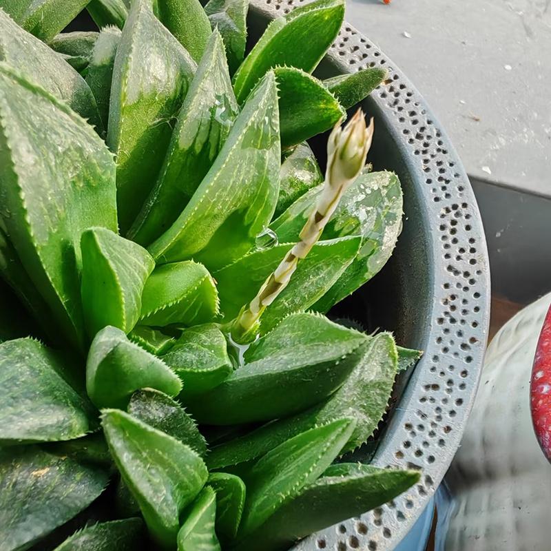 Delicate Howarth Leaf Cactus, South African Potted Live Plants, Unique Window Leaves, Ideal Gift for Novices and Collectors