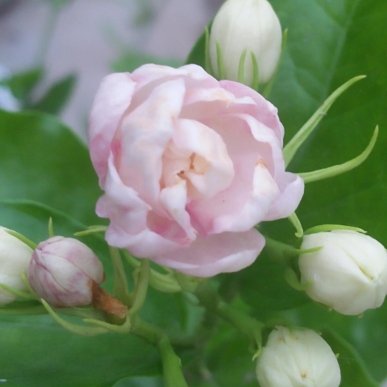 50+ Pcs Mixed Color Jasmine Seeds  for Planting Outdoors