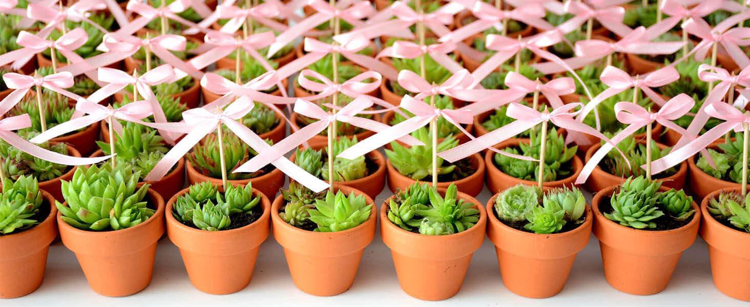 3 inch Terracotta Clay Pots for Plants with Saucer - 12 Pack Small Terra Cotta Planter Great for Garden Windowsill Indoor & Outdoor Wedding Favors Gifts